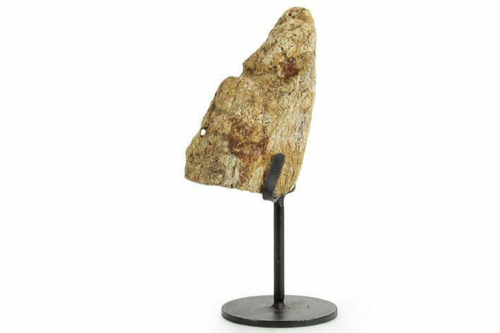 Dinosaur (Triceratops) Frill Shield Section w/ Stand - South Dakota #363635